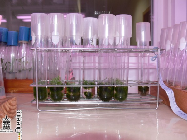 Helecho - Fern - Fento >> Helechos (Cyathea cooperi) - Propagación mediante técnicas de cultivo in vitro.jpg